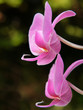 Foto: Orchidee. Orchidaceae. Orchidee. Orchidaceae.