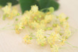 Lindenblüten