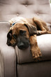 thoughtful looking rhodesian ridgeback puppy