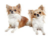 chihuahuas