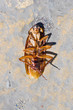 dead cockroach