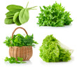 set fresh leaves herbs isolated on white background