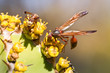 Two wasps feeding