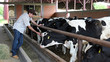 Farmer In His Cow Farm