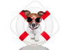 lifesaver dog