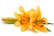Yellow lilies