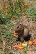 a Squirrel