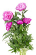 Big bush of the pink peonies