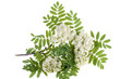 Photo: rowan white flowers rowan white flowers