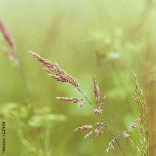 Photo: Summer Meadow Summer Meadow