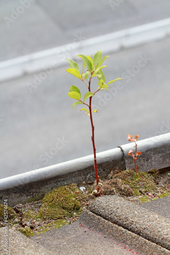 Photo: Baumtrieb in der Dachrinne Baumtrieb in der Dachrinne