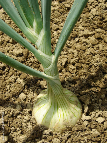 Photo: white onion white onion
