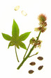 Rizinus - Ricinus communis