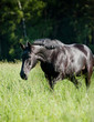 black horse