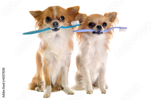 Photo: chihuahuas et brosse à dents chihuahuas et brosse à dents
