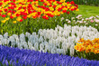 Bright flowerbed