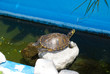 tartaruga acquatica