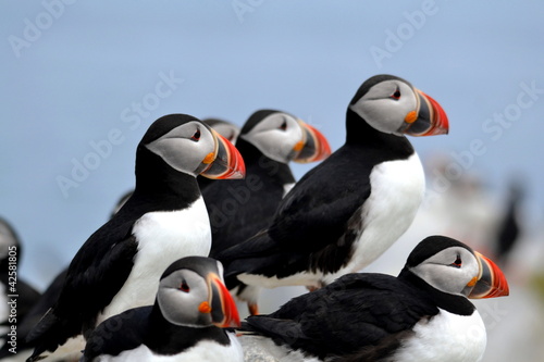 Photo: Atlantic Puffins on Machias Atlantic Puffins on Machias