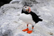 Standing Puffin