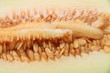 melon de Elche