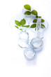 Ecology laboratory, experiment 