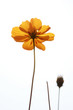 flower single