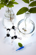 Floral science in laboratory 