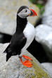 Perfect Puffin at Machias