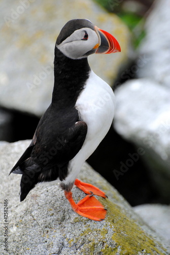 Photo: Perfect Puffin at Machias Perfect Puffin at Machias