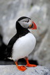 Single Puffin
