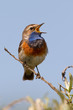 Photo: Bluethroat sings Bluethroat sings