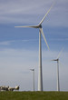 modern windmil with sheep and blue sky
