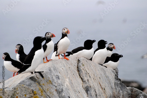 Photo: Razorbills and Puffins Razorbills and Puffins