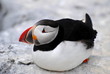 Laying Atlantic Puffin on Machias