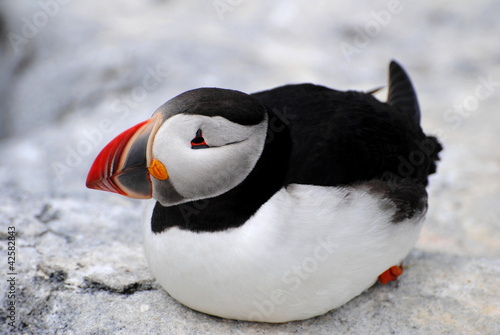 Photo: Laying Atlantic Puffin on Machias Laying Atlantic Puffin on Machias