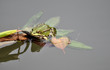 teichfrosch