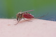 Photo: Mosquito Mosquito