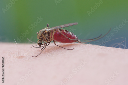 Photo: Mosquito Mosquito