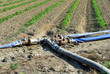water pipes used for watering tomatoes rows in a field