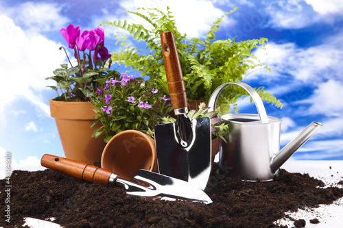 Foto: Gardening concept, work tools, plant Gardening concept, work tools, plant