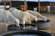 Photo: Ewes are drinking water in peace Ewes are drinking water in peace