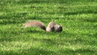 Wild squirrel in the park