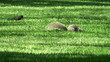 Wild squirrel in the park