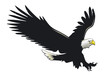 Adler im Flug