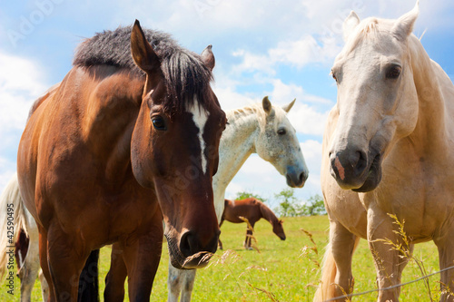 Photo: Horses in meadow Horses in meadow
