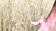 field of dreams
