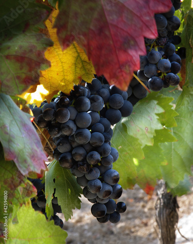 Foto: September in the vineyard (La Rioja,Spain) September in the vineyard (La Rioja,Spain)