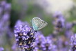 Schmetterling 2