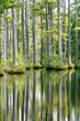 Cypress Trees