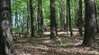 Young woman jogging in the forest, slow motion, dolly shot